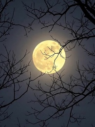 Homeless Rogue, My Unexpected Mate（updating） - Episode 9