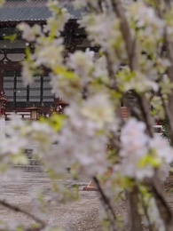 第80集 - 共度春山萬重難