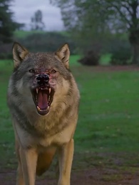 Episódio 31 - Meio-Irmãos Alphas: Morde Minha Alma