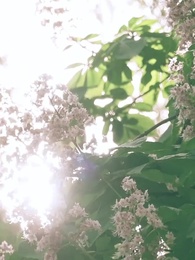 Veliaht'ın Sırrı - Episode 7