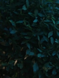 ตอนที่ 26 - บัลลังก์รักมาเฟีย