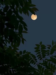 [Dubbed]Defying Fate with My Heart - Episode 24