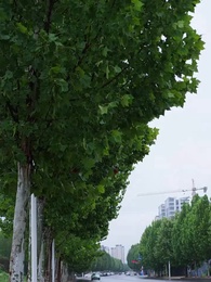 Tập 70 - Vạn Dặm Hồng Trần