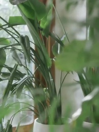 Episodio 64 - [Doblado]Corazones de Oro y Pobreza