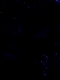 第16集 - 循環守護,情根深種