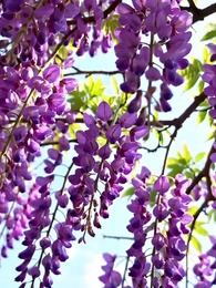 第39集 - 泰山雙蛇怨