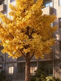 Episode 94 - She Married Me By Accident, I Married Her by Design