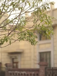 舊時光裏槐花香 - Episode 53