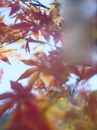 ตอนที่ 2 - [พากย์ไทย]ข้าจะตัดกิเลสทั้งปวง