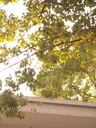 第5集 - 舊時光裏槐花香