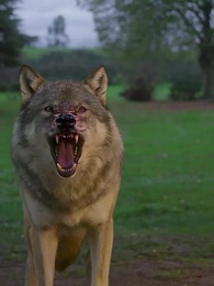 Alfa Kardeşler - Episode 31