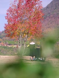 第60集 - 燼上芳華