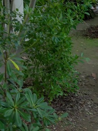 بعد خيانة، أنا أعود - Episode 25