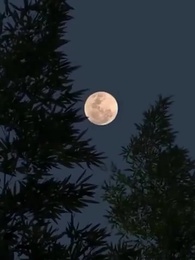 [Dubbed]The Misplaced Brides - Episode 34