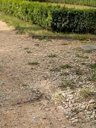 第7集 - 無家流浪者,我意外的伴侶