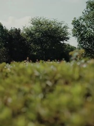 [Дубляж] Запретный цветок: Наследник — враг - Episode 43