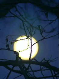 Bölüm 9 -  [Dublajlı]Likan ile Kader Bağı