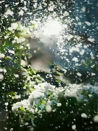 Episode 1 - Bloom in the Storm