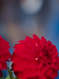 6화 - 미망인의 연인