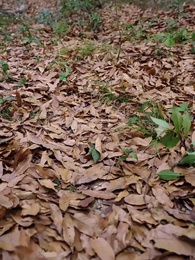 第49集 - 金殿淚