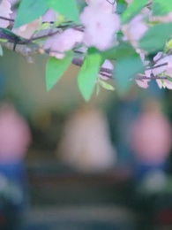 第43集 - 團寵肘子妃