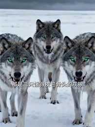 極寒-70°C:全家變賣百億家產,打造末日堡壘 - Episode 15