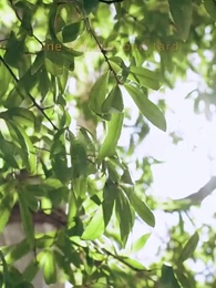 Épisode 51 - [Doublé]La Danse de la Vengeance