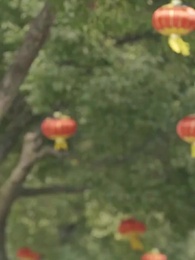 Tập 115 - Chồng tôi là ăn xin