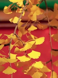 36화 - 시스템 든 가짜 공주 때려잡기