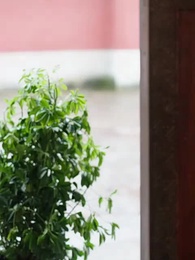 Bölüm 36 - Anka'nın Yükselişi,