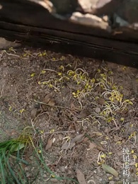 第57集 - 成女帝心腹後我無敵了