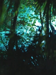 Épisode 1 - L'Ombre des Saules