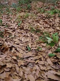 Tears in the Imperial Hall - Episode 49