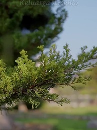 Si Udik Penakluk Dunia - Episode 67