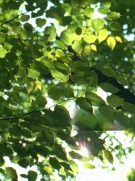 Episode 22 - [Dubbed] Delivery Revelation: The Billionaire's Masked Marriage