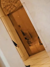 Episodio 2 - Matrimonio Lampo con il CEO Giusto