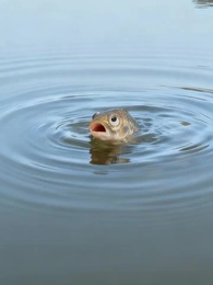 第3集 - 重生成魚氣哭釣魚佬