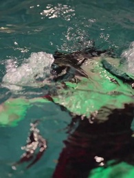 Dornröschen ist ein Mafiaboss - Episode 5