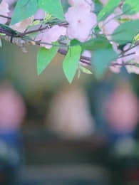 족발 황비 - Episode 43