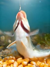 第11集 - 重生成魚氣哭釣魚佬