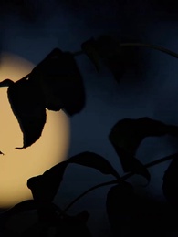 Episodio 31 - [Doppiato]Notturno Infinito