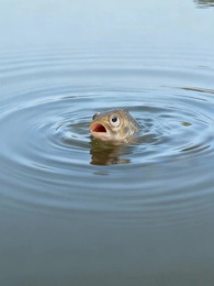 Episodio 3 - Renací pez, soy un dios