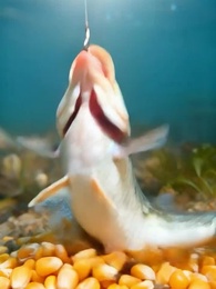 Episode 11 - Reincarnated as a Fish to Get Revenge