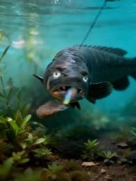 Episode 22 - Reincarnated as a Fish to Get Revenge