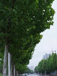 Bölüm 70 - Kayıp Kalbin Peşinde