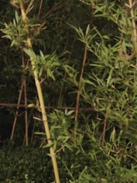 Episode 54 - [Dubbing]CEO Gila