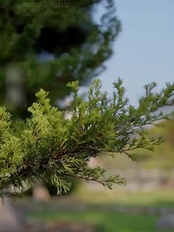 الحلقة 67 - عودة الحاكم