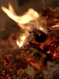 重生86：契約土狗，承包興安嶺 - Episode 5