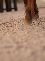 第24集 - 一睜眼，偏執太子奪我入東宮