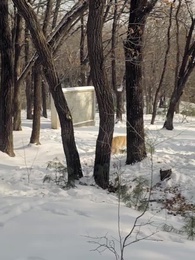 第66集 - 重生86：契約土狗，承包興安嶺